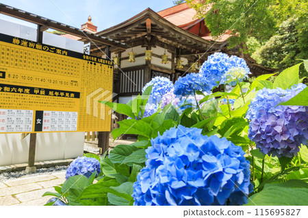 勝尾寺：初夏綠意盎然、繡球花盛開 115695827