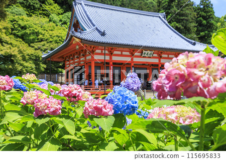 Katsuo-ji Temple: Fresh greenery in early summer and hydrangeas in full bloom 115695833