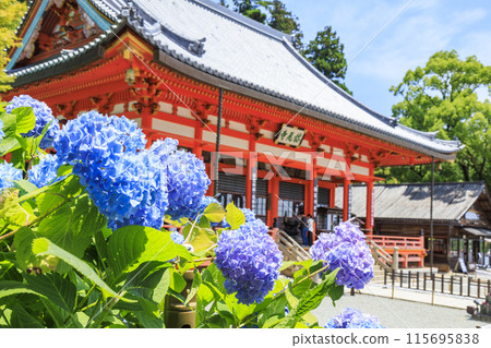 Katsuo-ji Temple: Fresh greenery in early summer and hydrangeas in full bloom Katsuo-ji Temple: Fresh greenery in early summer and hydrangeas in full bloom 115695838
