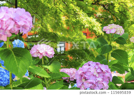 Katsuo-ji Temple: Fresh greenery in early summer and hydrangeas in full bloom Katsuo-ji Temple: Fresh greenery in early summer and hydrangeas in full bloom 115695839