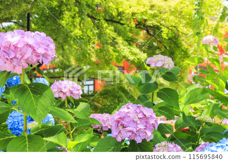 Katsuo-ji Temple: Fresh greenery in early summer and hydrangeas in full bloom Katsuo-ji Temple: Fresh greenery in early summer and hydrangeas in full bloom 115695840