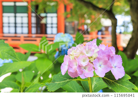 Katsuo-ji Temple: Fresh greenery in early summer and hydrangeas in full bloom 115695841