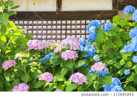 Katsuo-ji Temple: Fresh greenery in early summer and hydrangeas in full bloom 115695843