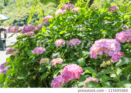 Katsuo-ji Temple: Fresh greenery in early summer and hydrangeas in full bloom 115695860