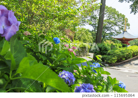 Katsuo-ji Temple: Fresh greenery in early summer and hydrangeas in full bloom Katsuo-ji Temple: Fresh greenery in early summer and hydrangeas in full bloom 115695864