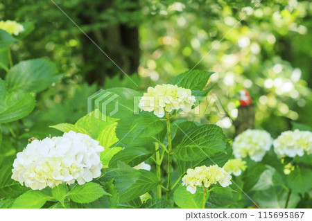 勝尾寺：初夏綠意盎然、繡球花盛開 115695867