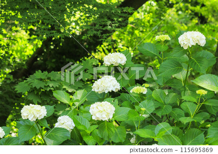 Katsuo-ji Temple: Fresh greenery in early summer and hydrangeas in full bloom 115695869