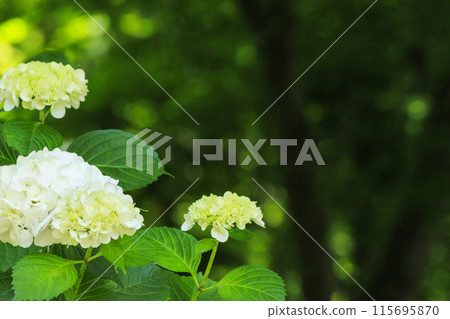 Katsuo-ji Temple: Fresh greenery in early summer and hydrangeas in full bloom 115695870