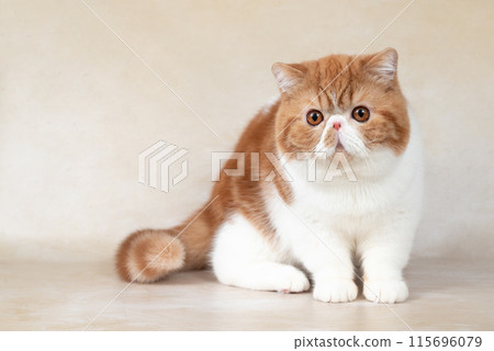 Portrait of beautiful red exotic shorthair cat on light background Portrait of beautiful red exotic shorthair cat on light background 115696079