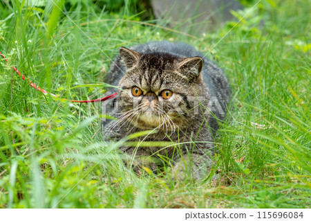 Cute brown striped cat exotic walks on a leash in the park on a summer day. Persian kitten on the green grass on a harness with a leash 115696084