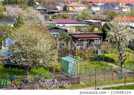 Many traditional german small garden allotment area with huts, tree flower vegetable growing at warm sunny summer day. Schrebergarten typical kleingarten community at city in Germany 115696124