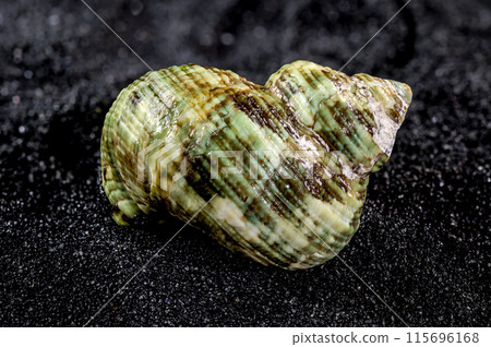 Turbinidae shell on a black sand background Turbinidae shell on a black sand background 115696168