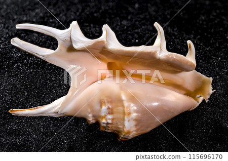 Scorpion conch shell on a black sand background Scorpion conch shell on a black sand background 115696170