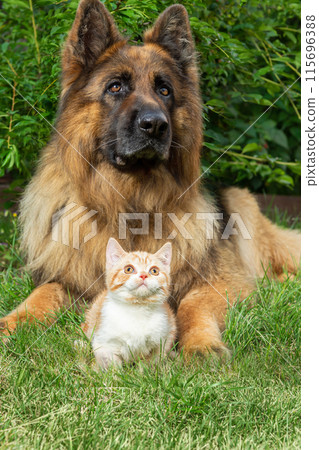 A ginger cat and a German shepherd dog are lying on the grass together. A ginger cat and a German shepherd dog are lying on the grass together. 115696388