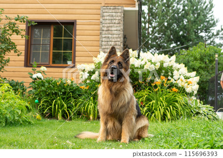 Purebred brown and black German Shepherd dog sits in front of a house Purebred brown and black German Shepherd dog sits in front of a house 115696393