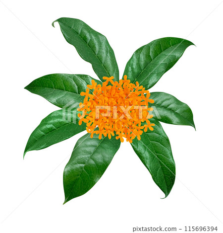 Illustration of sweet osmanthus realistic white background Illustration of sweet osmanthus realistic white background 115696394