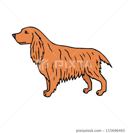Vector hand drawn colored spaniel dog 115696465