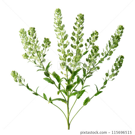 Thlaspi arvense isolated on white background. Flattened, oval seedpods of Field Pennycress. Medicinal herb. Thlaspi arvense isolated on white background. Flattened, oval seedpods of Field Pennycress. Medicinal herb. 115696515
