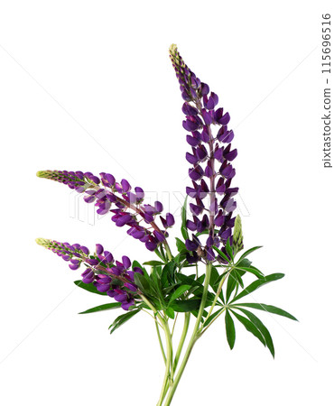 Bouquet of purple lupine flowers, isolated on white background. Colorful lupines, spring flowers. 115696516