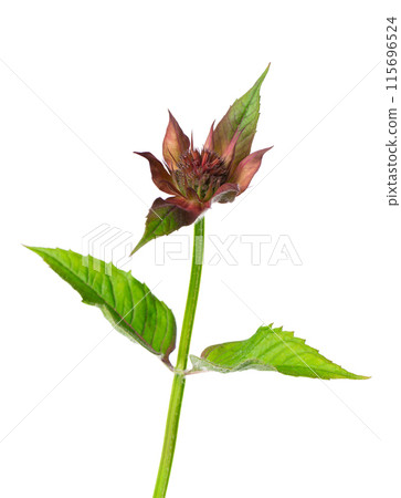 Monarda flower isolated on a white background. Bergamot flower. Oswego tea, scarlet beebalm. Monarda flower isolated on a white background. Bergamot flower. Oswego tea, scarlet beebalm. 115696524