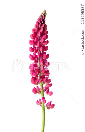 Red lupine flower isolated on white background. Bunch of colorful lupines, spring flower. Red lupine flower isolated on white background. Bunch of colorful lupines, spring flower. 115696527