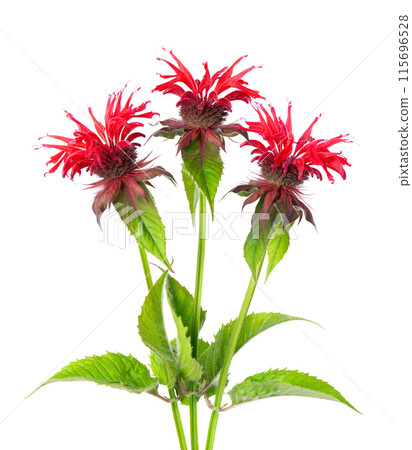 Monarda flowers isolated on a white background. Bergamot flowers. Oswego tea, scarlet beebalm. 115696528