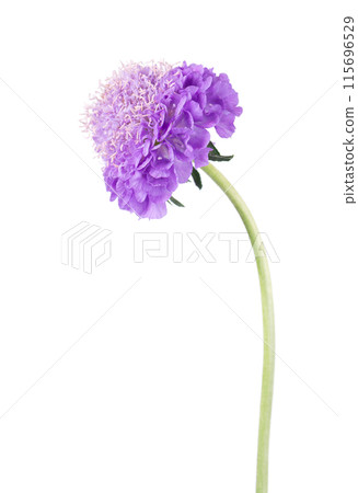 Scabious flower isolated on white background. Knautia arvensis. Purple double flower of scabiosa. 115696529