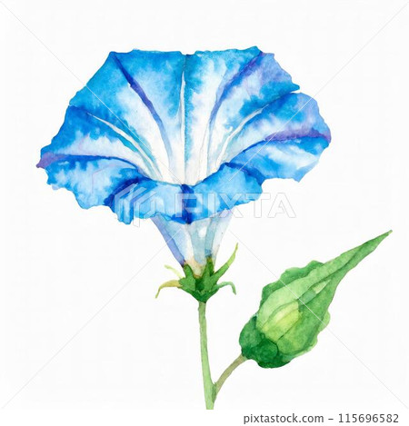 Morning glory 115696582