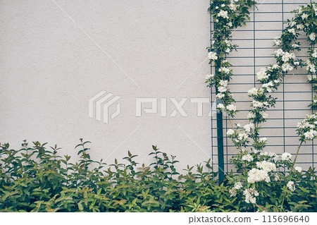 White terry flowers are curling on the wall of the house. With space to copy. The rose is a curly banksia. A shrub, it has no thorns. A template for your design. High quality photo 115696640