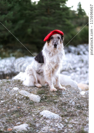 Big dog in bright red beret in autumn park 115696667