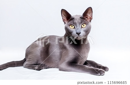 Cat (Korat) 115696685