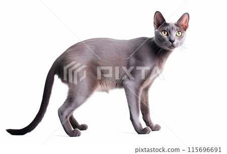 Cat (Korat) 115696691