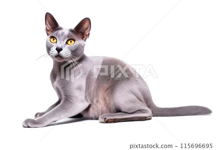 Cat (Korat) 115696695