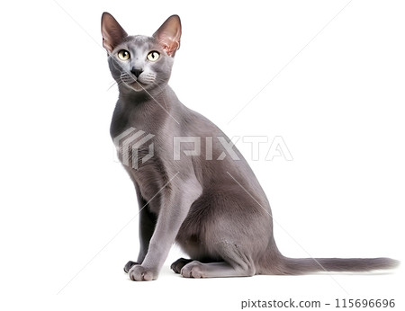 Cat (Korat) 115696696