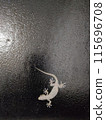 Close-up of a gecko clinging to glass at night 115696708