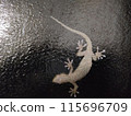 Close-up of a gecko clinging to glass at night 115696709