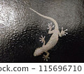 Close-up of a gecko clinging to glass at night 115696710