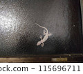 Close-up of a gecko clinging to glass at night 115696711