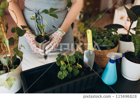 Cropped unrecognizable woman in gloves carefully transplanting a green houseplant into a new pot. Indoor gardening. Caring for houseplants home. 115696828