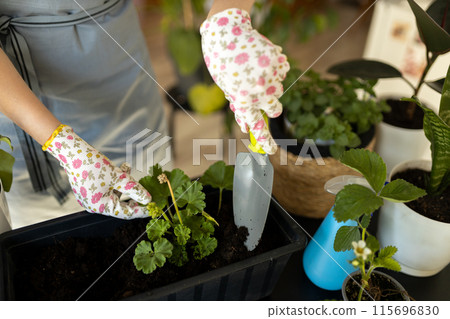 Cropped unrecognizable woman in gloves carefully transplanting a green houseplant into a new pot. Indoor gardening. Caring for houseplants home. Female used small shovel to transplant plants 115696830