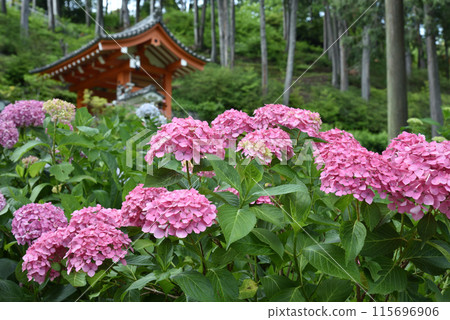 Pink hydrangeas at Mimuroto Temple 115696906