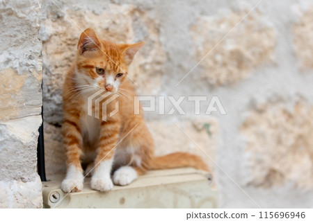 Kotor, Montenegro ginger red cat sitting near wall 115696946