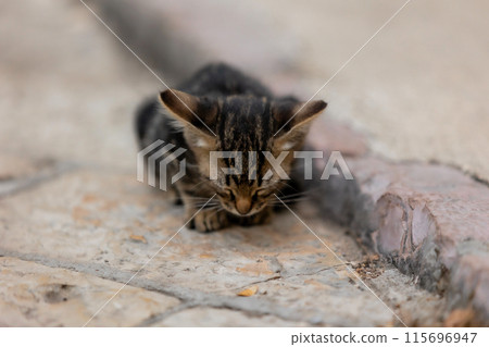Little kitten sitting on street, poor stray cat Little kitten sitting on street, poor stray cat 115696947