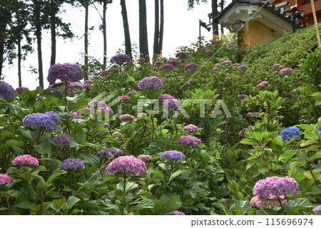 Mimurodoji hydrangea garden Mimurodoji hydrangea garden 115696974
