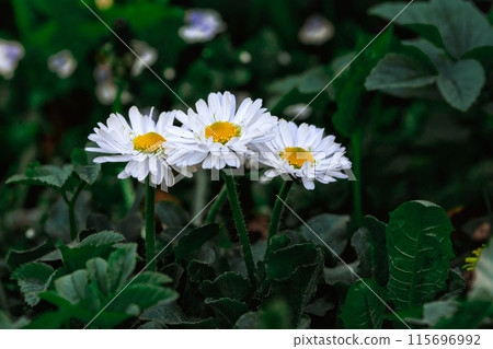 White daisies blooming in lush green garden create serene and calming atmosphere 115696992
