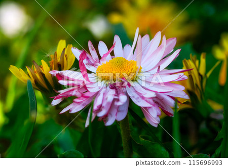 A colorful daisy flower is visually captured up close in a vibrant garden setting 115696993
