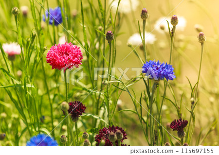 Cornflowers in the garden 115697155