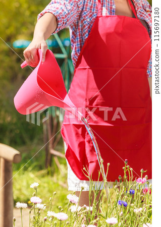woman watering plants in garden woman watering plants in garden 115697180