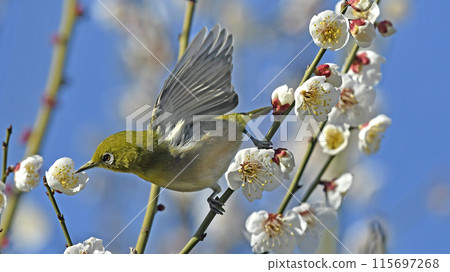 盛開的繡眼鳥（春天圖）（動態圖） 115697268