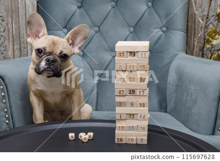 Charming bulldog dog plays a board game, assembling a tower of wooden blocks while sitting at a table during the game. Charming bulldog dog plays a board game, assembling a tower of wooden blocks while sitting at a table during the game. 115697628